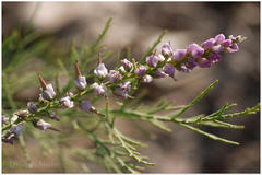 Tamarix ericoides